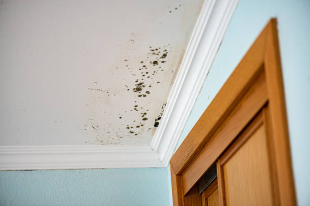 Best Forensic Mold Investigation  in Whittier, CA